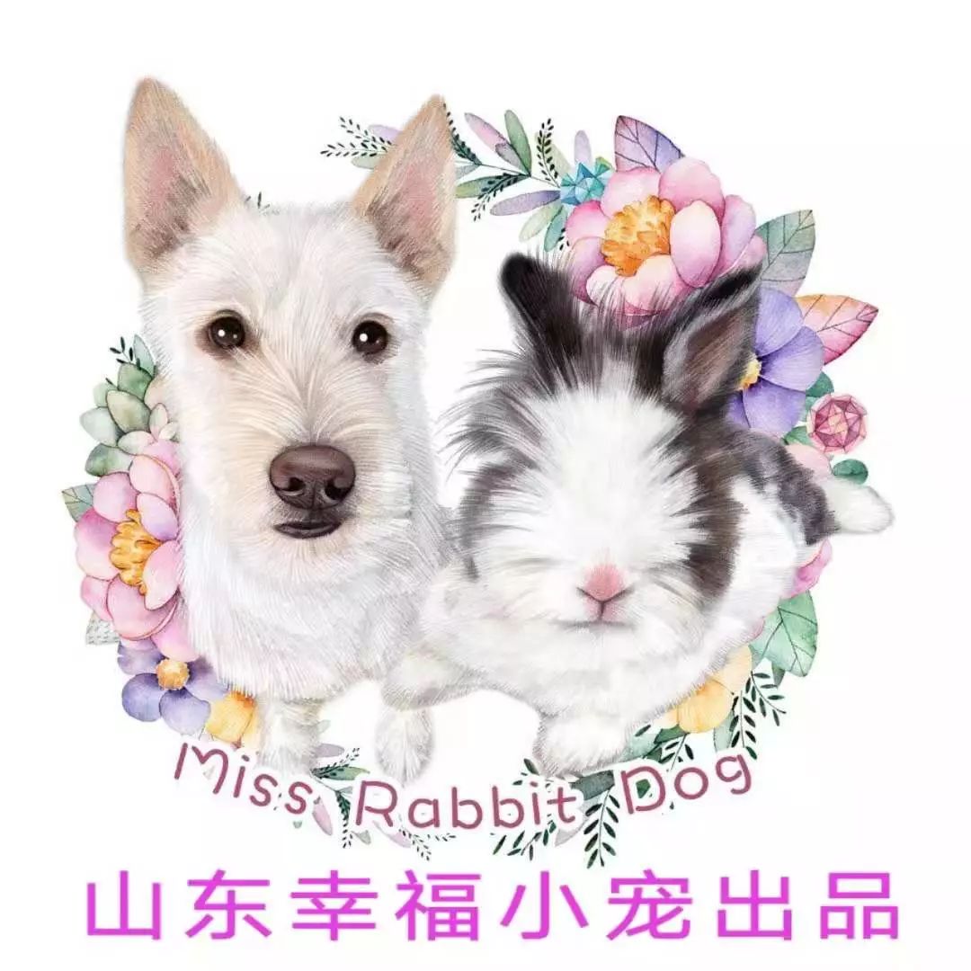 幸福小宠邀您参加2019东北亚（哈尔滨）宠物用品展