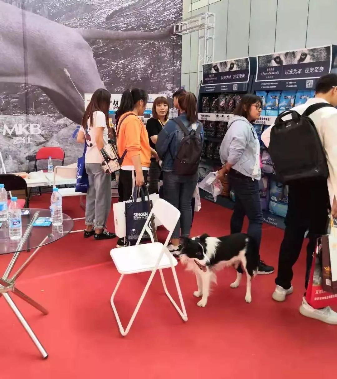 东北第二展|东北亚（哈尔滨）宠物用品展今日盛大开幕